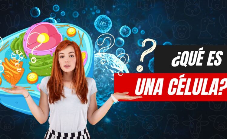 ¿Qué es una Célula? - Concepto, tipos, partes y funciones