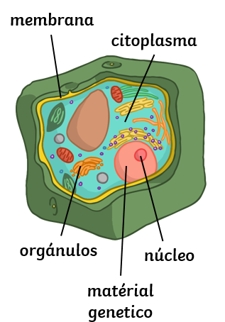 Qué es una Célula - partes de una célula