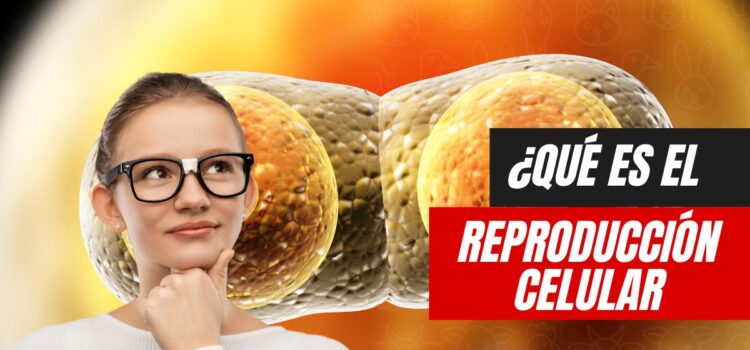 ¿Qué es la reproducción celular? Concepto tipo y fases